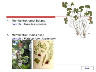 4. Membentuk umbi batang,
contoh : Marsilea crenata.

5. Membentuk tunas akar,
contoh : Platycerium, Asplenium

Back

 