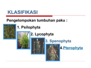 KLASIFIKASI
Pengelompokan tumbuhan paku :
1. Psilophyta
2. Lycophyta
3. Spenophyta
4.Pterophyta

 