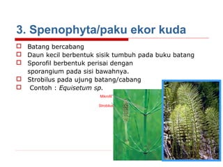 3. Spenophyta/paku ekor kuda
 Batang bercabang
 Daun kecil berbentuk sisik tumbuh pada buku batang
 Sporofil berbentuk perisai dengan
sporangium pada sisi bawahnya.
 Strobilus pada ujung batang/cabang
 Contoh : Equisetum sp.
Mikrofil
Strobilus

 