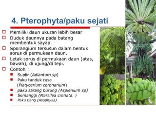 4. Pterophyta/paku sejati
 Memiliki daun ukuran lebih besar
 Duduk daunnya pada batang
membentuk sayap.
 Sporangium tersusun dalam bentuk
sorus di permukaan daun.
 Letak sorus di permukaan daun (atas,
bawah), di ujung/di tepi.
 Contoh :




Suplir (Adiantum sp)
Paku tanduk rusa
(Platycerium coronarium)
paku sarang burung (Asplenium sp)
Semanggi (Marsilea crenata. )



Paku tiang (Asophylla)




 