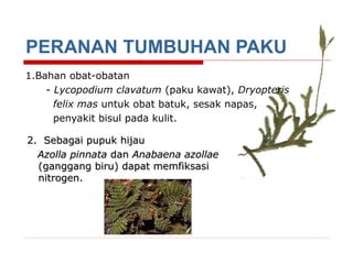 PERANAN TUMBUHAN PAKU
1.Bahan obat-obatan
- Lycopodium clavatum (paku kawat), Dryopteris
felix mas untuk obat batuk, sesak napas,
penyakit bisul pada kulit.
2. Sebagai pupuk hijau
Azolla pinnata dan Anabaena azollae
(ganggang biru) dapat memfiksasi
nitrogen.

 