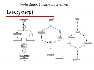 Perbedaan lumut dan paku

lengkapi

 