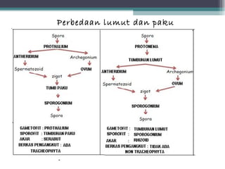 Perbedaan lumut dan paku

 