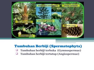 Tumbuhan Berbiji (Spermatophyta)
 Tumbuhan berbiji terbuka (Gymnospermae)
 Tumbuhan berbiji tertutup (Angiospermae)

 