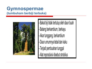 Gymnospermae
(tumbuham berbiji terbuka)

Gymnospermae

- Bakal biji tidak tertutup oleh daun buah
- Batang berkambium, berkayu
- Akar tunggang, berkambium
- Daun umumnya tebal dan kaku
- Terjadi pembuahan tunggal
- Alat reproduksi disebut strobilus

Ang

- Bakal biji tertutu
- Batang berkamb
- Akar tunggang a
- Daun pipih, tulan
- Terjadi pembuah
- Alat reproduksi d

 