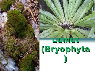 Lumut
(Bryophyta
)

 