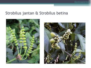 Gymospermae

Strobilus jantan & Strobilus betina

 