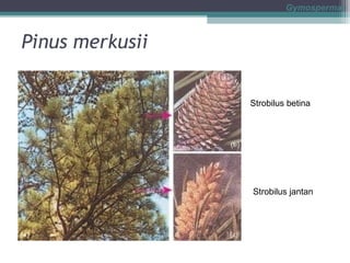Gymospermae

Pinus merkusii
Strobilus betina

Strobilus jantan

 