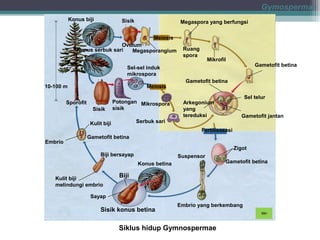 Gymospermae
Konus biji

Sisik

Megaspora yang berfungsi
Meiosis

Ovulum
Kunus serbuk sari
Megasporangium

Ruang
spora

Mikrofil

Gametofit betina

Sel-sel induk
mikrospora
10-100 m

Meiosis

Sporofit
Sisik

Potongan Mikrospora
sisik

Gametofit betina
Sel telur

Arkegonium
yang
tereduksi

Gametofit jantan

Serbuk sari

Kulit biji

Fertilisasasi
Embrio

Gametofit betina
Zigot
Biji bersayap

Suspensor
Konus betina

Kulit biji
melindungi embrio

Gametofit betina

Biji

Sayap

Sisik konus betina

Embrio yang berkembang

Siklus hidup Gymnospermae

 