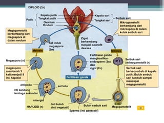 DIPLOID (2n)
Kepala putik
Tangkai putik
Ovarium
Ovulum

Putik

Megagametofit
berkembang dari
megaspora di
dalam ovulum

Meiosis

Kepala sari

Serbuk sari

Tangkai sari

Zigot
berkembang
menjadi sporofit
dewasa

Sel induk
megaspora
(2n)

Mikrogametofit
berkembang dari
mikrospora di dalam
kotak serbuk sari

Meiosis

Fertilisasi ganda
menghasilkan
endosperm (3n)
dan
zigot (2n)

Megaspora (n)
megaspora
membelah 3
kali menjadi 8
inti haploid

Fertilisasi ganda

antipoda

sel telur

Serbuk sari
(mikrogametofit (n)
Serbuk sari
berkecambah di kepala
putik. Buluh serbuk
sari tumbuh sampai
mencapai
megagametofit

Inti kandung
lembaga sekunder
sinergid
HAPLOID (n)

Inti buluh
(inti vegetatif)

Buluh serbuk sari
Sperma (inti generatif)

Megagametofit

 