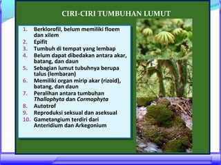 CIRI-CIRI TUMBUHAN LUMUT
1. Berklorofil, belum memiliki floem
1. Berklorofil, belum memiliki floem
dan xilem
dan xilem
2. Epifit
2. Epifit
3. Tumbuh di tempat yang lembap
3. Tumbuh di tempat yang lembap
4. Belum dapat dibedakan antara akar,
4. Belum dapat dibedakan antara akar,
batang, dan daun
batang, dan daun
5. Sebagian lumut tubuhnya berupa
5. Sebagian lumut tubuhnya berupa
talus (lembaran)
talus (lembaran)
6. Memiliki organ mirip akar (rizoid),
6. Memiliki organ mirip akar (rizoid),
batang, dan daun
batang, dan daun
7. Peralihan antara tumbuhan
7. Peralihan antara tumbuhan
Thallophyta dan Cormophyta
Thallophyta dan Cormophyta
8. Autotrof
8. Autotrof
9. Reproduksi seksual dan aseksual
9. Reproduksi seksual dan aseksual
10. Gametangium terdiri dari
10. Gametangium terdiri dari
Anteridium dan Arkegonium
Anteridium dan Arkegonium

 