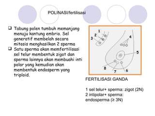 POLINASI/fertilisasi
 Tabung polen tumbuh memanjang
menuju kantung embrio. Sel
generatif membelah secara
mitosis menghasilkan 2 sperma
 Satu sperma akan memfertilisasi
sel telur membentuk zigot dan
sperma lainnya akan membuahi inti
polar yang kemudian akan
membentuk endosperm yang
triploid.

FERTILISASI GANDA
1 sel telur+ sperma: zigot (2N)
2 intipolar+ sperma:
endosperma (≥ 3N)

 