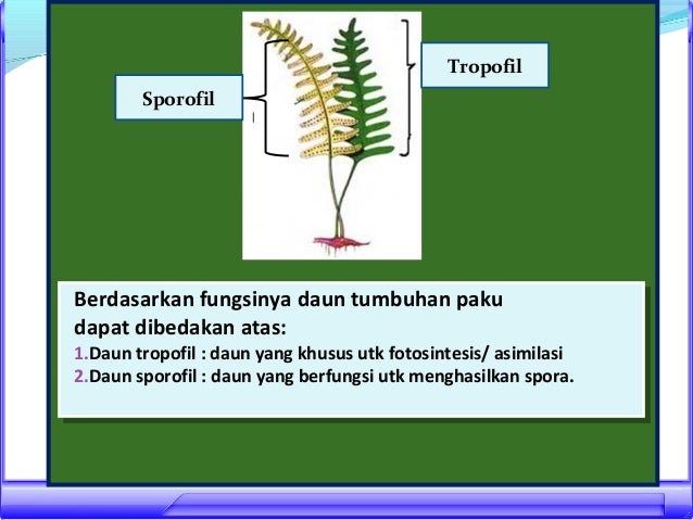 PPT PLANTAE