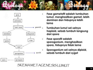 -

Fase gametofit adalah tumbuhan
lumut, menghasilkan gamet, lebih
dominan dan hidupnya lebih
lama

-

Tumbuhan lumut sel-selnya
haploid, sebab tumbuh langsung
dari spora

-

Fase sporofit adalah
sporogonium, menghasilkan
spora, hidupnya tidak lama

-

Sporogonium sel-selnya diploid,
sebab tumbuh dari zygot

10
10

 