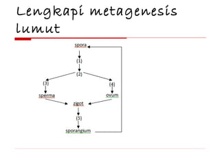Lengkapi metagenesis
lumut

 