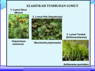 KLASIFIKASI TUMBUHAN LUMUT
1. Lumut Daun
(Musci)
2. Lumut Hati (Hepaticeae)

3. Lumut Tanduk
(Anthocerotaceae)
Polytrichum
commune

Marchantia polymorpha

Anthoceros punctatus

 