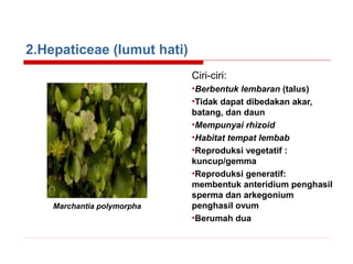 2.Hepaticeae (lumut hati)
Ciri-ciri:

Marchantia polymorpha

•Berbentuk lembaran (talus)
•Tidak dapat dibedakan akar,
batang, dan daun
•Mempunyai rhizoid
•Habitat tempat lembab
•Reproduksi vegetatif :
kuncup/gemma
•Reproduksi generatif:
membentuk anteridium penghasil
sperma dan arkegonium
penghasil ovum
•Berumah dua

 