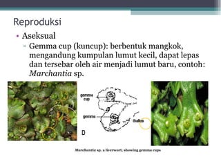 Reproduksi
• Aseksual
▫ Gemma cup (kuncup): berbentuk mangkok,
mengandung kumpulan lumut kecil, dapat lepas
dan tersebar oleh air menjadi lumut baru, contoh:
Marchantia sp.

Marchantia sp. a liverwort, showing gemma cups

 