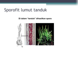 Sporofit lumut tanduk
Di dalam “tanduk” dihasilkan spora

 