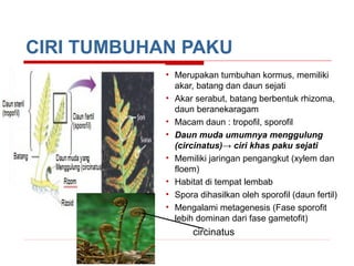 CIRI TUMBUHAN PAKU
• Merupakan tumbuhan kormus, memiliki
akar, batang dan daun sejati
• Akar serabut, batang berbentuk rhizoma,
daun beranekaragam
• Macam daun : tropofil, sporofil
• Daun muda umumnya menggulung
(circinatus)→ ciri khas paku sejati
• Memiliki jaringan pengangkut (xylem dan
floem)
• Habitat di tempat lembab
• Spora dihasilkan oleh sporofil (daun fertil)
• Mengalami metagenesis (Fase sporofit
lebih dominan dari fase gametofit)

circinatus

 