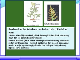 Berdasarkan bentuk daun tumbuhan paku dibedakan
Berdasarkan bentuk daun tumbuhan paku dibedakan
atas:
atas:

a.Daun mikrofil (daun kecil, tidak bertangkai dan tidak bertulang
a.Daun mikrofil (daun kecil, tidak bertangkai dan tidak bertulang
daun dan sel belum berdiferensiasi)
daun dan sel belum berdiferensiasi)
b.Daun makrofil (daun besar, bertangkai dan bertulang daun dan
b.Daun makrofil (daun besar, bertangkai dan bertulang daun dan
sudah berdiferensiasi menjadi epidermis dan mesofil daun yang
sudah berdiferensiasi menjadi epidermis dan mesofil daun yang
terdiri atas jaringan tiang (palisade) dan jaringan bunga karang
terdiri atas jaringan tiang (palisade) dan jaringan bunga karang
(spons) serta stomata.
(spons) serta stomata.

 
