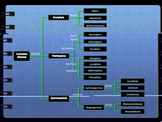 Musci

Kelas

Hepaticeae
Anthocerotaceae

Jenis
Spora
Berdasarkan

Homospora
Heterospora
Peralihan

Divisi
Psilophyta

Klasifikasi

Lycophyta

Subdivisi

Sphenophyta
Pterophyta
Cycadinae
Gymnospermae

Kelas

Subdivisi

Gnetinae
Coniferinae

Angiospermae

Kelas

Monocotyledonae
Dicotyledonae

 
