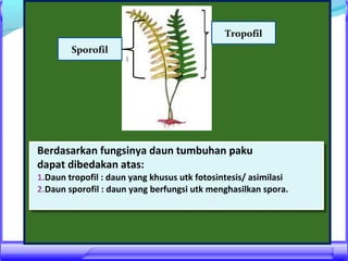 Tropofil
Sporofil

Berdasarkan fungsinya daun tumbuhan paku
Berdasarkan fungsinya daun tumbuhan paku
dapat dibedakan atas:
dapat dibedakan atas:

1.Daun tropofil ::daun yang khusus utk fotosintesis/ asimilasi
1.Daun tropofil daun yang khusus utk fotosintesis/ asimilasi
2.Daun sporofil ::daun yang berfungsi utk menghasilkan spora.
2.Daun sporofil daun yang berfungsi utk menghasilkan spora.

 