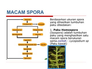 MACAM SPORA
Berdasarkan ukuran spora
yang dihasilkan tumbuhan
paku dibedakan:
1. Paku Homospora
(Isospora) adalah tumbuhan
paku yang menghasilkan satu
macam spora berukuran
sama.contoh : Lycopodium sp
(Paku kawat)

 