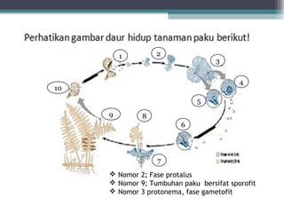 2

1

3
4

10
5
9

8
6

7
 Nomor 2; Fase protalus
 Nomor 9; Tumbuhan paku bersifat sporofit
 Nomor 3 protonema, fase gametofit

 
