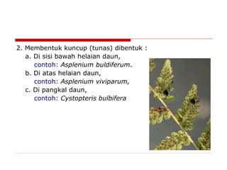 2. Membentuk kuncup (tunas) dibentuk :
a. Di sisi bawah helaian daun,
contoh: Asplenium buldiferum.
b. Di atas helaian daun,
contoh: Asplenium viviparum,
c. Di pangkal daun,
contoh: Cystopteris bulbifera

 