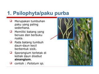 1. Psilophyta/paku purba
 Merupakan tumbuhan
paku yang paling
sederhana.
 Memiliki batang yang
beruas dan berbuku
nyata.
 Pada batang tumbuh
daun-daun kecil
berbentuk sisik.
 Sporangium terletak di
ketiak daun disebut
sinangium.
 contoh : Psilotum sp.

 