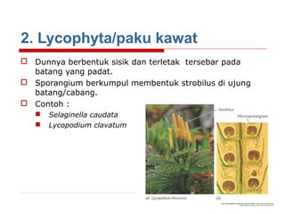 2. Lycophyta/paku kawat
 Dunnya berbentuk sisik dan terletak tersebar pada
batang yang padat.
 Sporangium berkumpul membentuk strobilus di ujung
batang/cabang.
 Contoh :



Selaginella caudata
Lycopodium clavatum

 