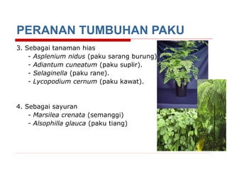 PERANAN TUMBUHAN PAKU
3. Sebagai tanaman hias
- Asplenium nidus (paku sarang burung)
- Adiantum cuneatum (paku suplir).
- Selaginella (paku rane).
- Lycopodium cernum (paku kawat).

4. Sebagai sayuran
- Marsilea crenata (semanggi)
- Alsophilla glauca (paku tiang)

 