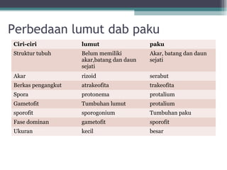 Perbedaan lumut dab paku
Ciri-ciri

lumut

paku

Struktur tubuh

Belum memiliki
akar,batang dan daun
sejati

Akar, batang dan daun
sejati

Akar

rizoid

serabut

Berkas pengangkut

atrakeofita

trakeofita

Spora

protonema

protalium

Gametofit

Tumbuhan lumut

protalium

sporofit

sporogonium

Tumbuhan paku

Fase dominan

gametofit

sporofit

Ukuran

kecil

besar

 
