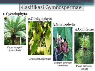 Gymospermae

1. Cycadophyta
2.Ginkgophyta
3.Gnetophyta
4.Coniferae

Cycas rumphii
(pakis haji)

Ginko biloba (ginkgo)
Gnetum gnemon
(melinjo)

Pinus merkusii
(pinus)

 