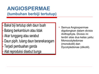 ANGIOSPERMAE
(tumbuhan berbiji tertutup)

Angiospermae
- Bakal biji tertutup oleh daun buah
- Batang berkambium atau tidak
- Akar tunggang atau serabut
- Daun pipih, tulang daun beranekaragam
- Terjadi pembuahan ganda
- Alat reproduksi disebut bunga

• Semua Angiospermae
digolongkan dalam divisio
Anthophyta. Divisio ini
terdiri atas dua kelas yaitu:
Monocotyledonae
(monokotil) dan
Dycotyledonae (dikotil).

 