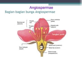 Angiospermae
Bagian-bagian bunga Angiospermae
Benang sari
(stamen)

Kepala
sari
Tangkai
sari

Daun mahkota
(petal)
Kepala putik
(stigma)

Bakal buah (ovarium)
Daun kelopak
(sepal)

Bakal biji (ovulum)
Dasar bunga
(reseptakulum)

 