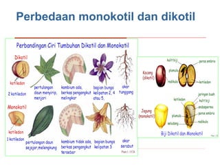 Perbedaan monokotil dan dikotil

 