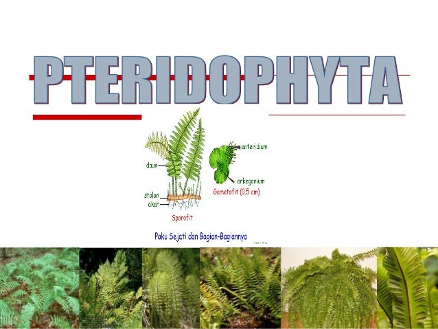 Ppt Plantae