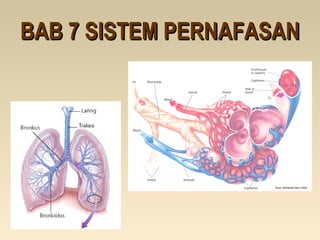 BAB 7 SISTEM PERNAFASANBAB 7 SISTEM PERNAFASAN
 