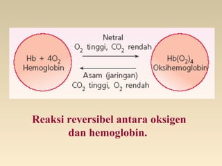 Reaksi reversibel antara oksigen
dan hemoglobin.
 
