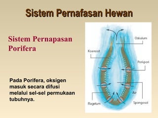 Sistem Pernafasan HewanSistem Pernafasan Hewan
Sistem Pernapasan
Porifera
Pada Porifera, oksigen
masuk secara difusi
melalui sel-sel permukaan
tubuhnya.
 