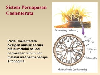 Sistem Pernapasan
Coelenterata
Pada Coelenterata,
oksigen masuk secara
difusi melalui sel-sel
permukaan tubuh dan
melalui alat bantu berupa
sifonoglifa.
 