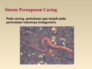 Sistem Pernapasan Cacing
Pada cacing, pertukaran gas terjadi pada
permukaan tubuhnya (integumen).
 