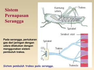 Sistem
Pernapasan
Serangga
Pada serangga, pertukaran
gas dari jaringan dengan
udara dilakukan dengan
menggunakan sistem
pembuluh trakea.
Sistem pembuluh trakea pada serangga.
 