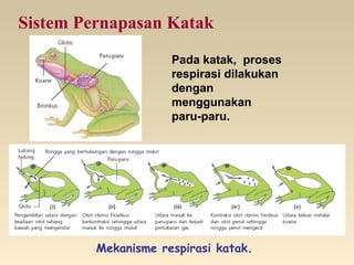 Sistem Pernapasan Katak
Pada katak, proses
respirasi dilakukan
dengan
menggunakan
paru-paru.
Mekanisme respirasi katak.
 