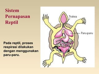 Sistem
Pernapasan
Reptil
Pada reptil, proses
respirasi dilakukan
dengan menggunakan
paru-paru.
 