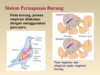 Sistem Pernapasan Burung
Pada burung, proses
respirasi dilakukan
dengan menggunakan
paru-paru.
Fase inspirasi dan
ekspirasi pada respirasi
burung.
 