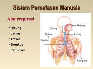 Sistem Pernafasan ManusiaSistem Pernafasan Manusia
Alat respirasi
• Hidung
• Laring
• Trakea
• Bronkus
• Paru-paru
 