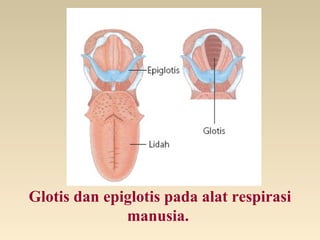 Glotis dan epiglotis pada alat respirasi
manusia.
 